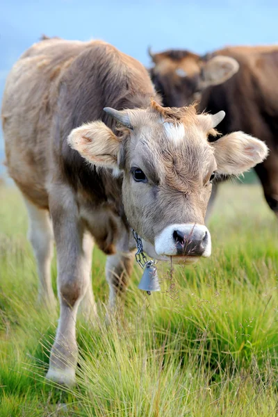 Cow on mountain pasture — Stock Photo, Image