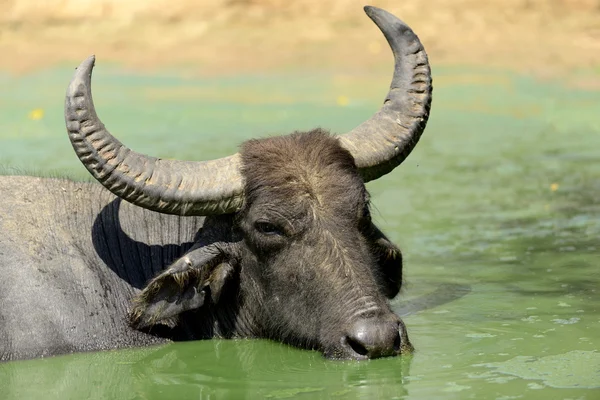 Búfalo de água estão tomando banho em um lago — Fotografia de Stock