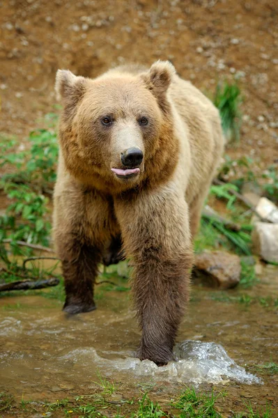 Brown bear in water — Stock Photo, Image