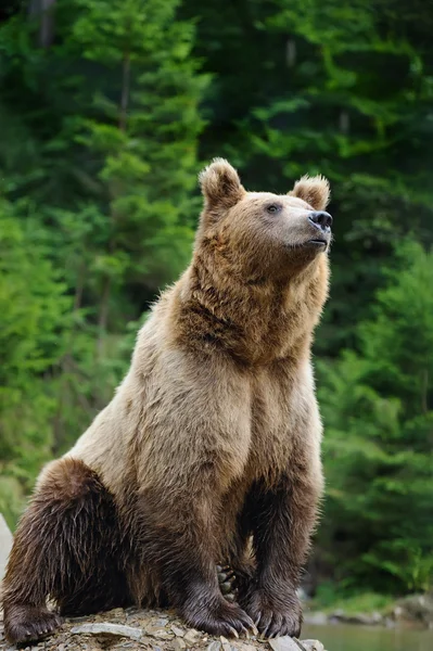 Niedźwiedź brunatny (Ursus arctos) w przyrodzie — Zdjęcie stockowe