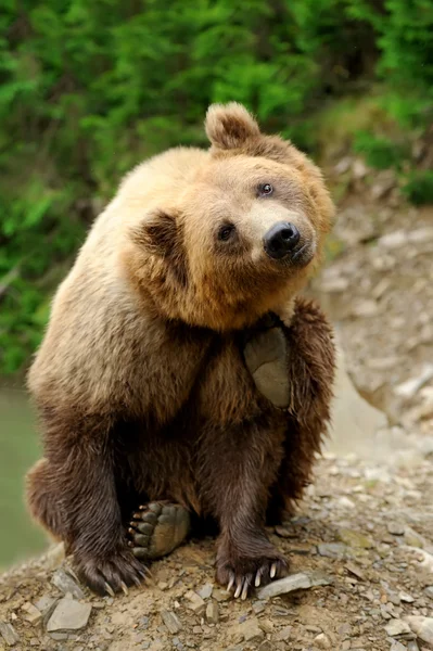 Καφέ αρκούδα (Ursus arctos) στη φύση — Φωτογραφία Αρχείου