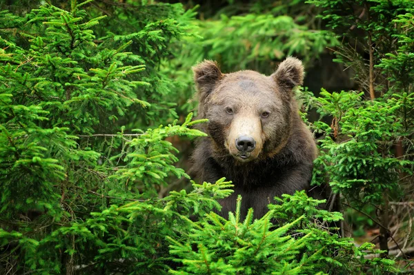 Bruine beer (Ursus arctos) in de natuur — Stockfoto