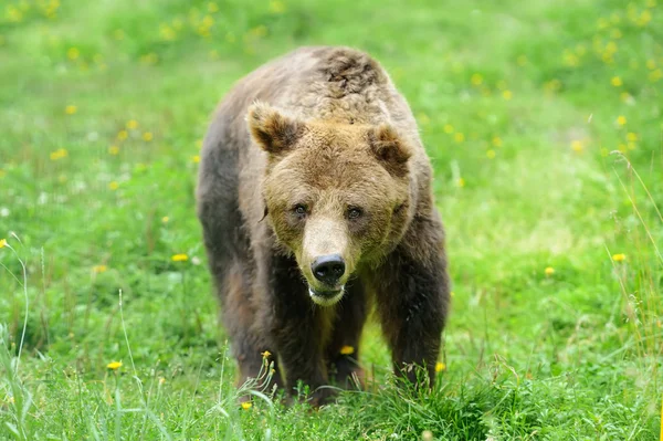 Medvěd hnědý (Ursus arctos) v přírodě — Stock fotografie