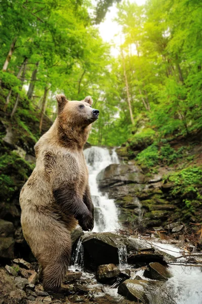 Grande urso marrom de pé sobre uma rocha perto de uma cachoeira — Fotografia de Stock