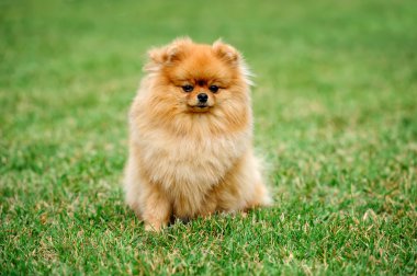 kahverengi Pomeranya köpeği