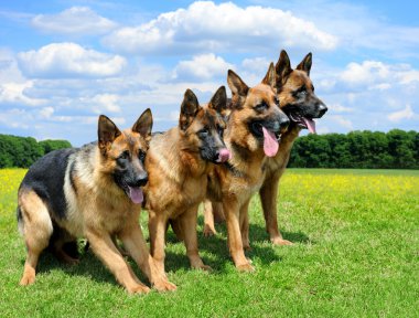 Alman çoban köpeği.