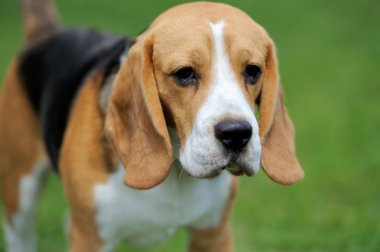 Yakın Beagle köpek