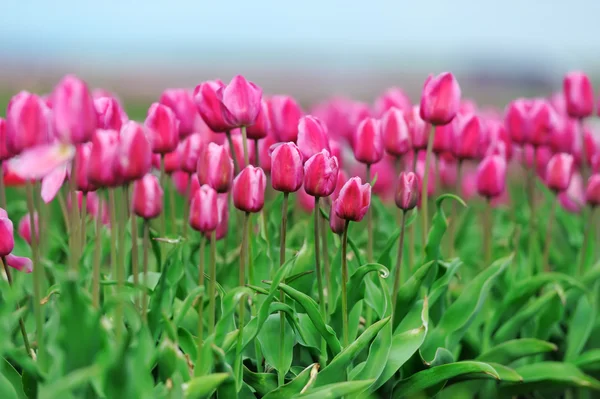 Tulipani in campo di primavera — Foto Stock