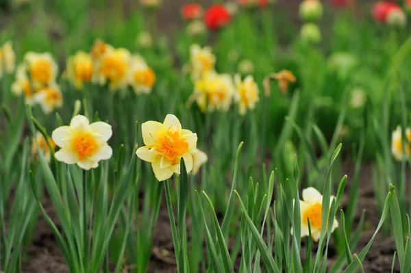 Daffodil flowers in the field — Stock Photo, Image