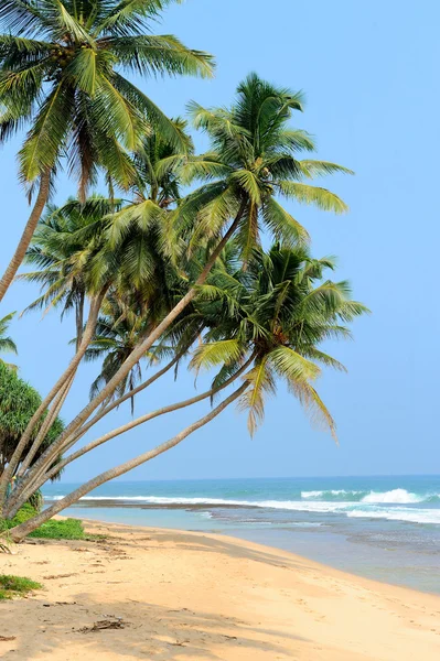 Tropischer Strand mit Palmen — Stockfoto