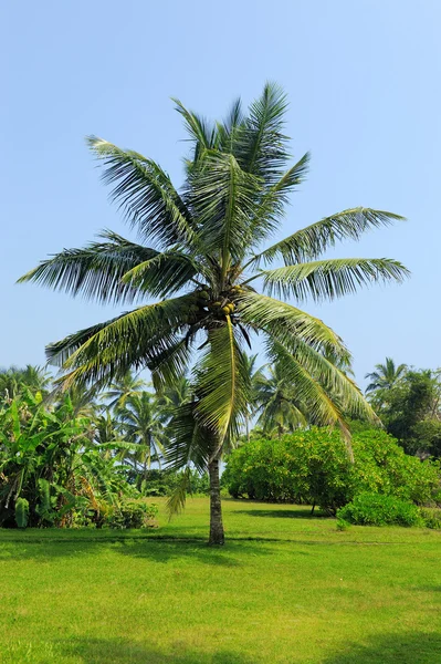 Palme auf Insel — Stockfoto