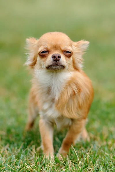 Cão na grama verde — Fotografia de Stock