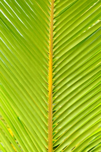 Текстуры листьев зеленой пальмы — стоковое фото
