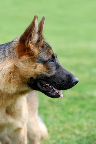 Schäferhund-Porträt — Stockfoto