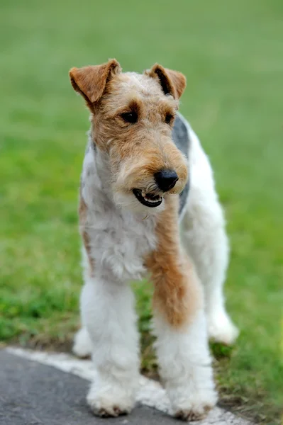 Fox terrier pies — Zdjęcie stockowe