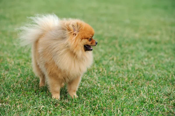 Brown pomeranian dog — Stock Photo, Image