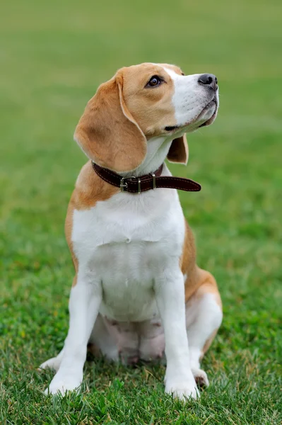 Chiudi Cane Beagle — Foto Stock