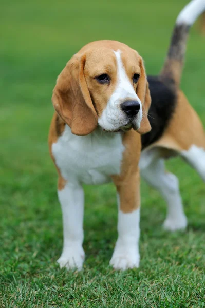 Chiudi Cane Beagle — Foto Stock