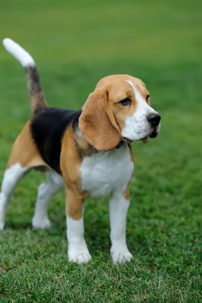 Închide Beagle câine — Fotografie, imagine de stoc