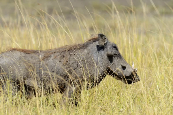 Warthog in National park of Africa — Stock Photo, Image