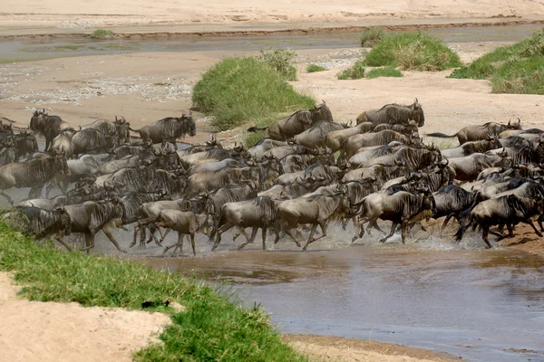 Wildebeest in National park of Africa — Stock Photo, Image