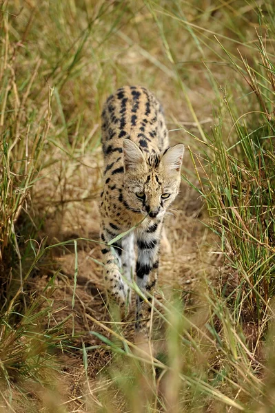 Gato de servir (Felis serval ) — Fotografia de Stock