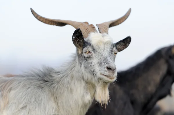 Goat in mountain. Autumn season — Stock Photo, Image