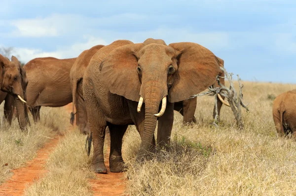 Elephant on savannah in Africa — Stock Photo, Image