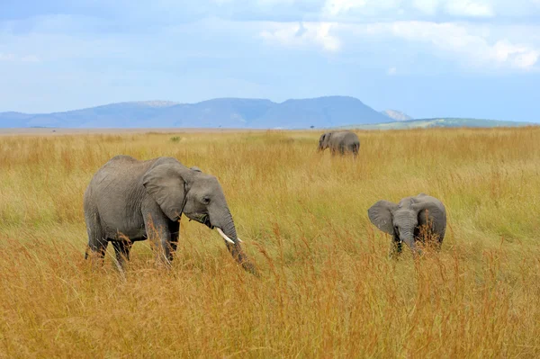 Elefant på savannen i Afrika — Stockfoto