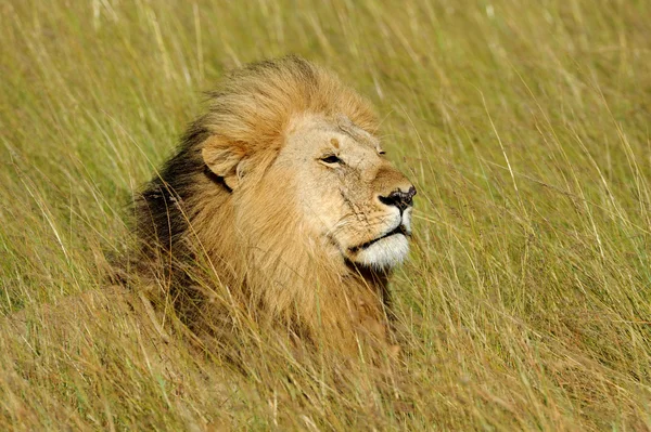 Αφρικανικό λιοντάρι στο πάρκο της Νότιας Αφρικής — Φωτογραφία Αρχείου