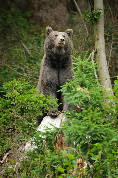 Brown bear (Ursus arctos) in nature — Stock Photo, Image