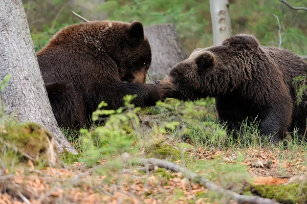 Oso pardo (Ursus arctos) en la naturaleza — Foto de Stock