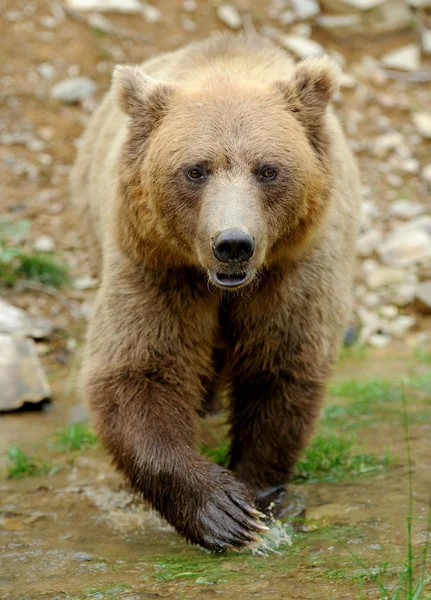 Brown bear (Ursus arctos) in nature — Stock Photo, Image