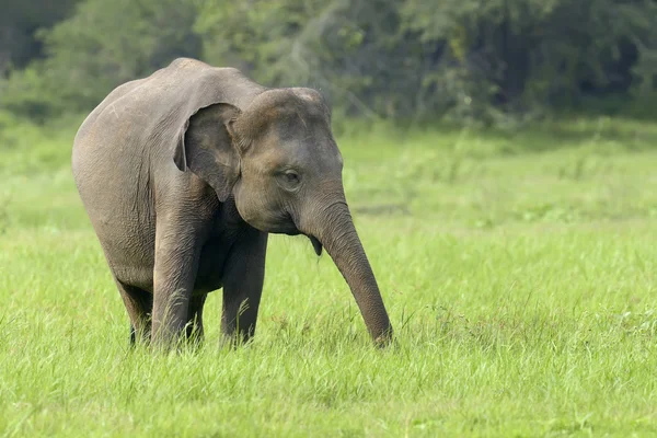 Elefantes en el parque nacional — Foto de Stock
