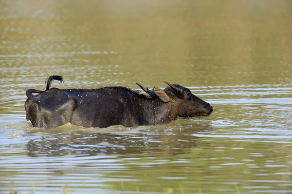 Búfalo de água estão tomando banho em um lago — Fotografia de Stock