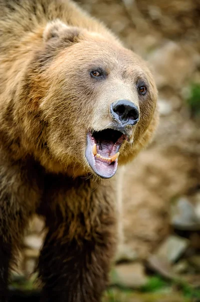 Oso marrón retrato en el bosque — Foto de Stock