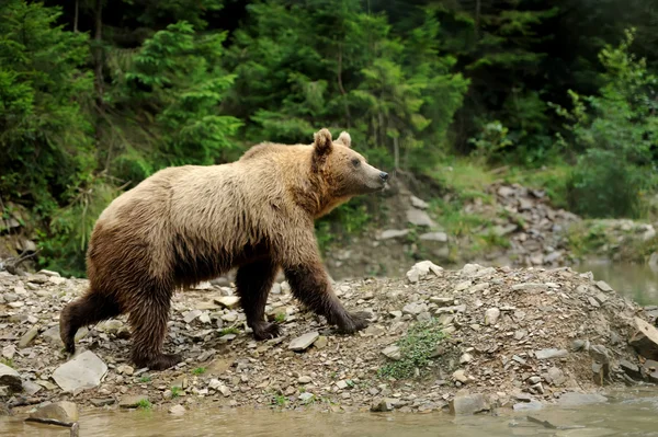 Бурый медведь (Ursus arctos) в природе — стоковое фото