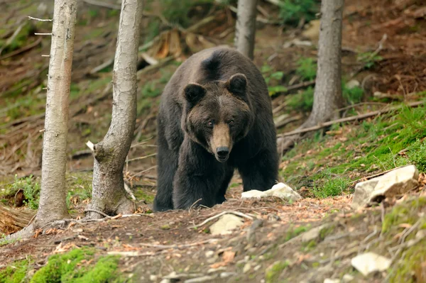 Niedźwiedź brunatny (Ursus arctos) w przyrodzie — Zdjęcie stockowe