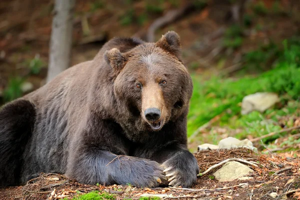 Boz ayı (Ursus arctos) doğada — Stok fotoğraf