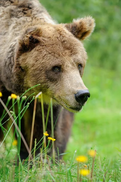 Medvěd hnědý (Ursus arctos) v přírodě — Stock fotografie