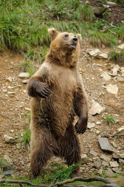 Boz ayı (Ursus arctos) ayakta