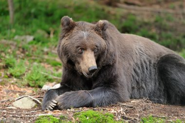 Boz ayı (Ursus arctos) doğada