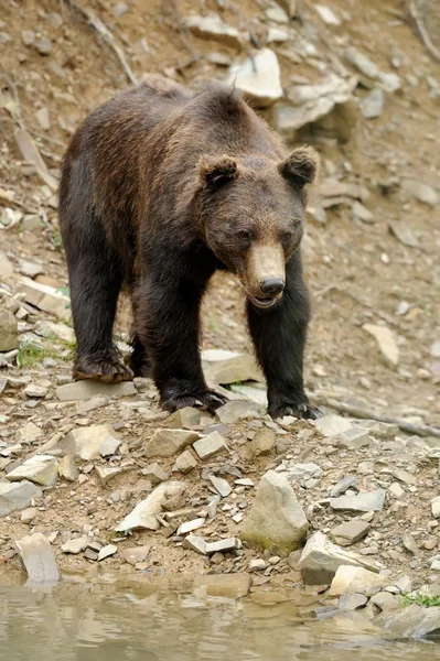 Bruine beer (Ursus arctos) in de natuur — Stockfoto