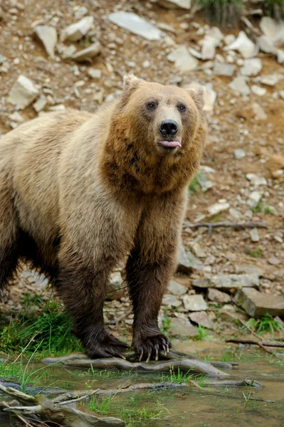 棕色的熊 （熊） 性质 — 图库照片