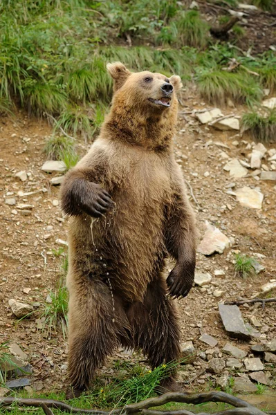 Brown bear (Ursus arctos) is standing up — Stock Photo, Image