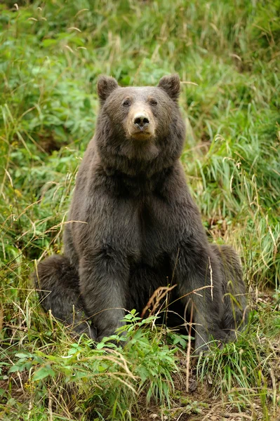 Бурый медведь (Ursus arctos) в природе — стоковое фото