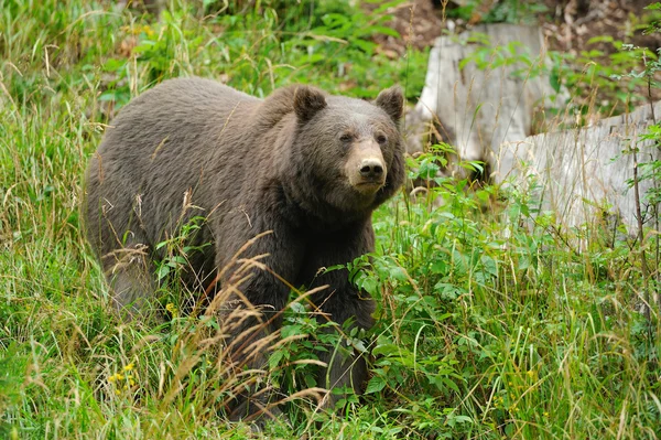 Καφέ αρκούδα (Ursus arctos) στη φύση — Φωτογραφία Αρχείου