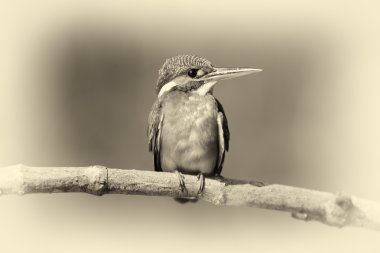 Kingfisher kuş mavi. Vintage etkisi