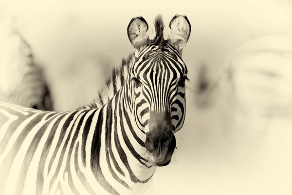 Zebra op grasland in Afrika. Vintage effect — Stockfoto