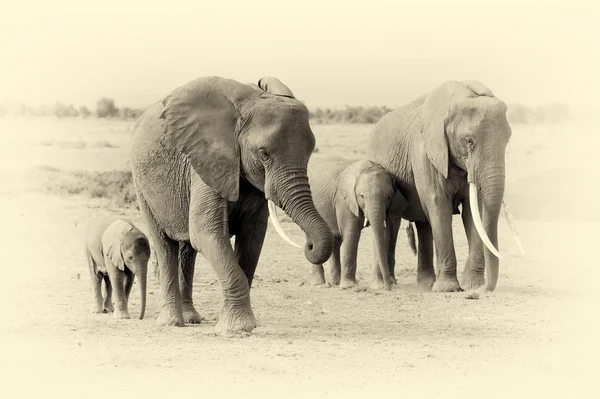 Elefante en el Parque Nacional de Kenia. Efecto vintage — Foto de Stock